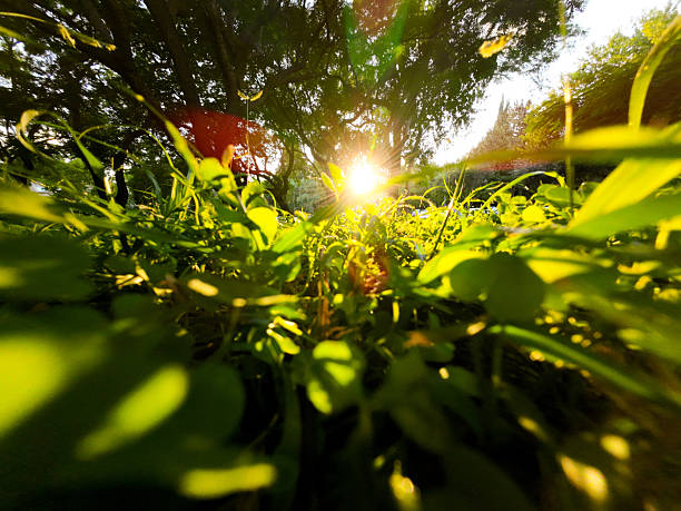 A vibrant close-up of lush grass and leaves with the sun peeking through, creating warm light and soft background. Evokes nature, freshness, outdoor calm, and sunny energy.