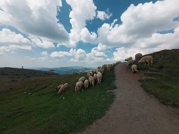 A tranquil hillside scene featuring a flock of sheep grazing along a dirt trail, with rolling pastures, blue sky and fluffy clouds in the distance. Rural nature and calm countryside atmosphere.