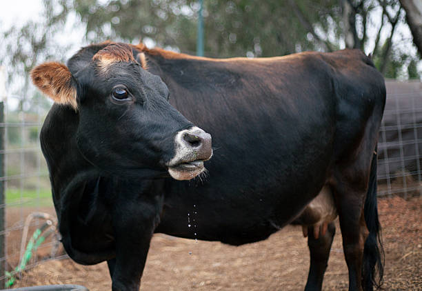 istock Mini Jersey Brown Cow Portrait 2253303968