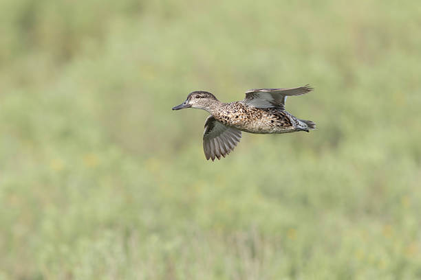 istock A female blue-winged teal (Spatula discors) in flight. 2253304058