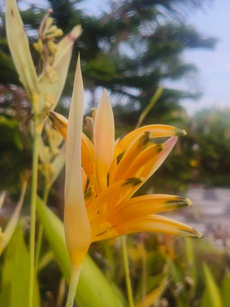 istock Yellow and orange Heliconia flower 2253304190