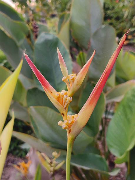 istock Yellow and orange Heliconia flower 2253304315