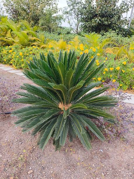 istock Close up of Sago Palm (Cycas revoluta) 2253304330