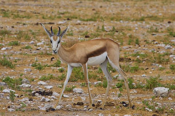 istock Young Sprinkbok in Etosha National Park, Namibia 2253305167