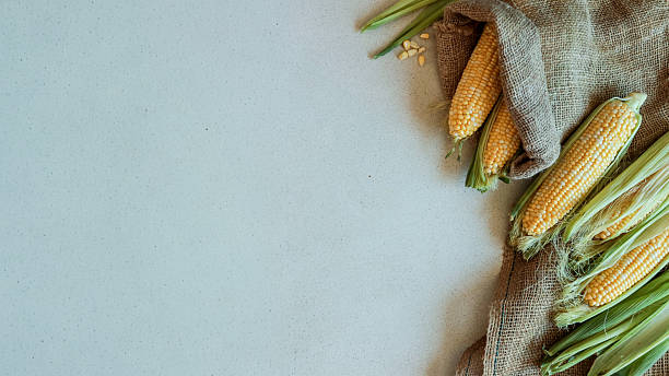 istock Freshly harvested corn on the cob with green husks and burlap on a textured surface 2253305234