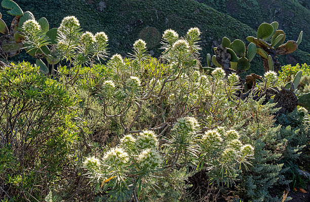 istock White flowering plants on a sunny hillside 2253305242