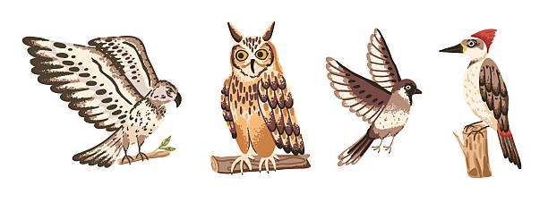 istock Wild forest bird set with owl, hawk, woodpecker and sparrow 2253305717