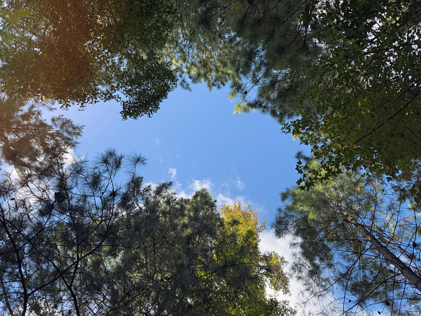 istock Trees surround blue sky on a sunny day in a forest clearing 2253307160