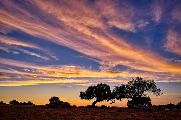 istock Sunset over Extremadura with trees and colorful clouds in the sky during evening hours 2253307251