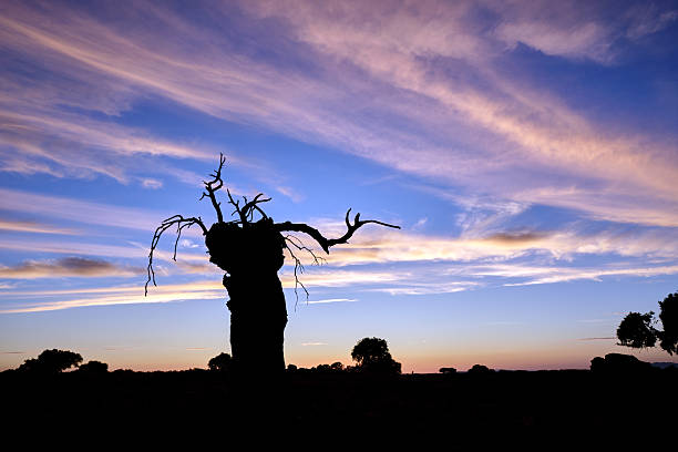 A landscape shows an old tree with bare branches against a colorful sky at sunset. The scene captures the natural beauty of Extremadura, Spain.