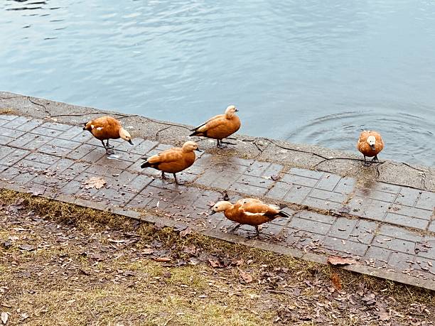 Orange Ducks Foraging Along Grassy Lakebank Group Of Waterfowl Pecking At Grass Near Calm Water, Scattered Birds Along Embankment, Overcast Sky Casting Soft Light, Park Setting With Gentle