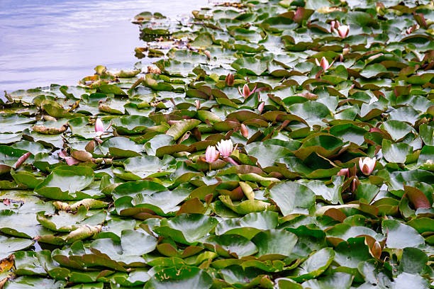 Dense Water Lily Leaves Covering Pond, Quiet Summer Morning, Scattered Pale Buds, Mottled Green Tones, Gentle Surface Ripples, Soft Diffuse Light, Cool Shadows, Peaceful Mood