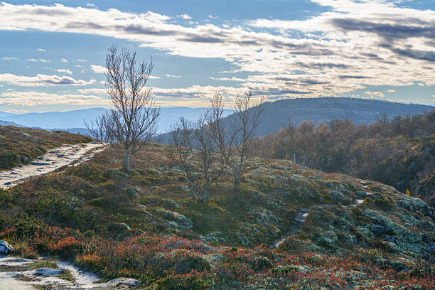 Arctic birch trees growing in Norwegian tundra during autumn, with low vegetation and soft light. Calm, raw Nordic landscape showing resilience of nature.