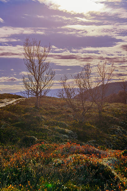 Scenic autumn tundra landscape with sparse birch trees, colorful moss and shrubs, and distant mountain hills under dramatic sky. Wild Nordic nature, calm and untouched wilderness.