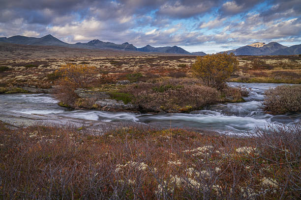 istock Fast flowing tundra river with shrubs in Rondane mountains 2253309442