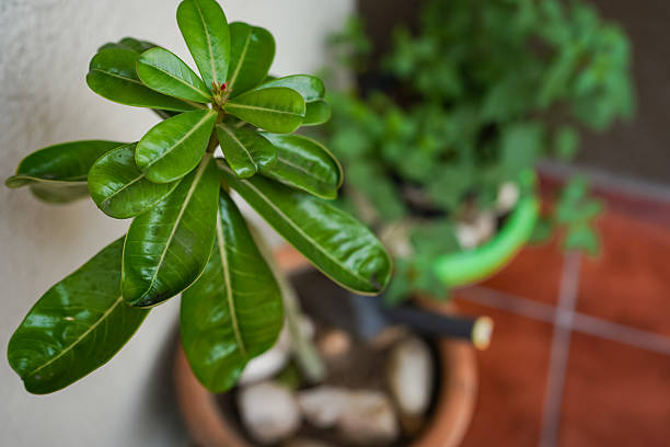 Desert rose plant with vibrant green leaves thriving in a terracotta pot outside