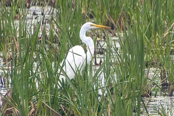 istock Horicon Marsh Great Egret in Reeds 2253310395