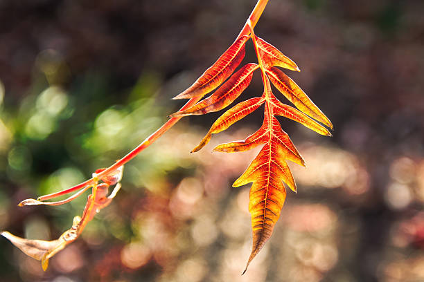 Closeup of a Tiger Eyes Sumac leaf on a late Autumn day in Northern Illinois