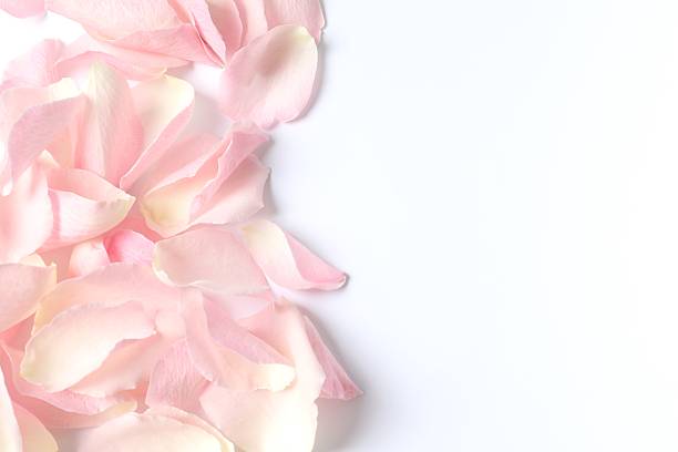 istock Pink rose petals on white background 2253312364