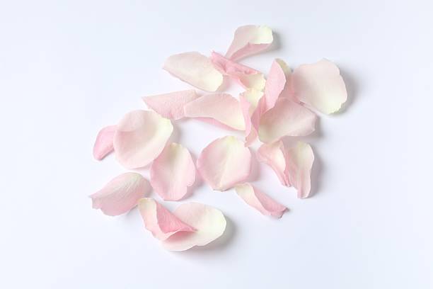 istock Pink rose petals on white background 2253312365
