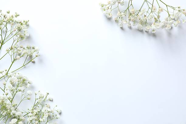 istock Top view photo with gypsophila flowers on white background with empty space 2253312441