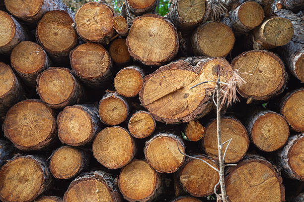 istock Piles of wood 2253312841