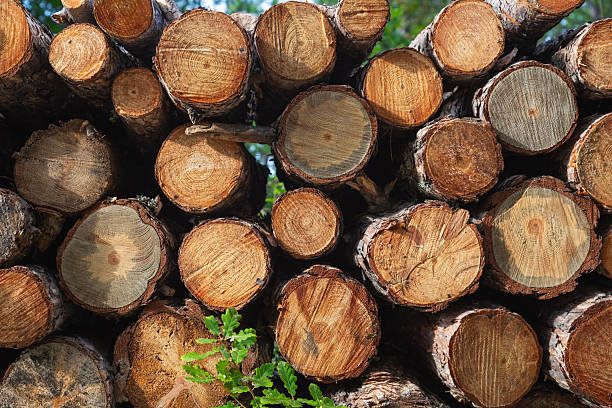 istock Piles of wood 2253312864