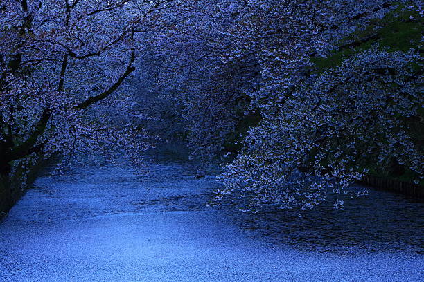 Cherry blossom landscape photo