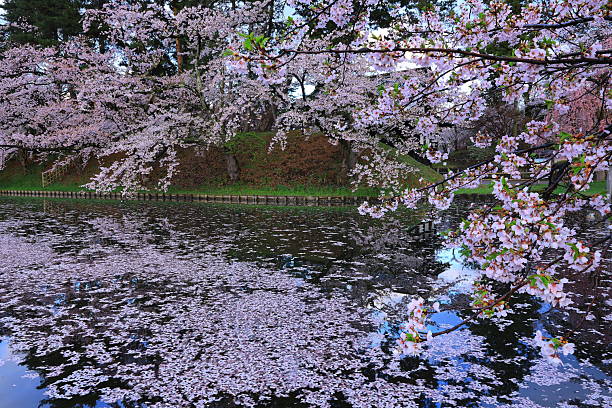 istock Cherry blossom landscape photo 2253313449