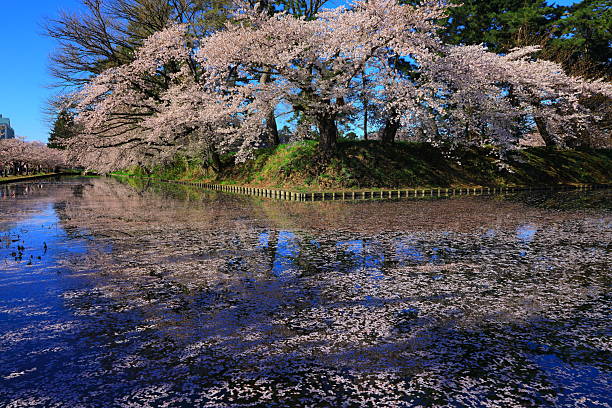 Cherry blossom landscape photo