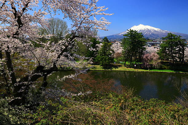 Cherry blossom landscape photo