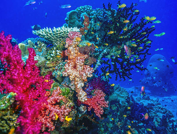 istock Coral reef in South Pacific, underwater Fiji 2253313992