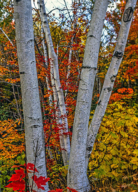 istock Harriman State Park in late autumn 2253314044