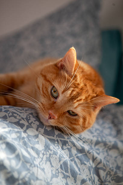 istock An orange cat is lying on a blue and white patterned bedspread. The cat looks relaxed with its head resting on the fabric, enjoying a quiet moment indoors 2253314090