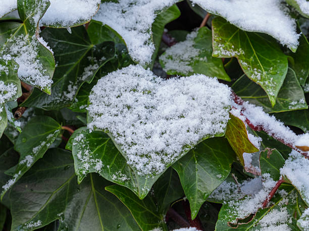 Common ivy leaves covered in snow