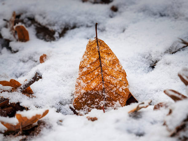 Snow and ice covered yellow leaves in autumn