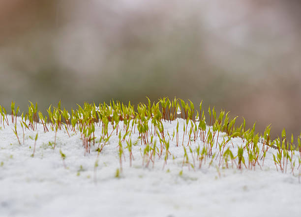 Ceratodon purpureus, commonly known as purple fork moss or fire moss