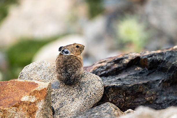 istock Pika Sitting On Rock Looks Right 2253315432