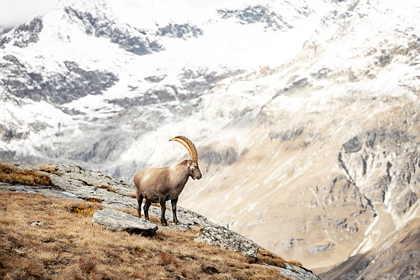 istock Profile Of Ibex On Rock Outcropping 2253315438