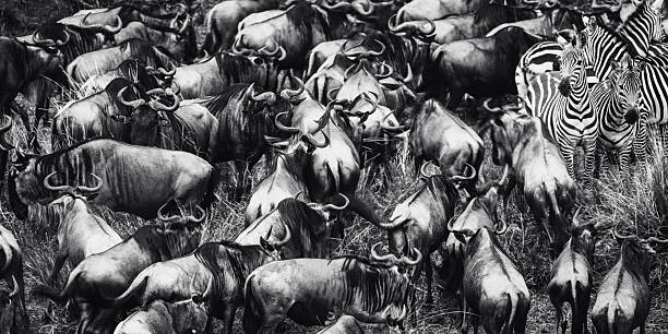 istock Wildebeest Crossing the Mara River During the Great Migration 2253316105