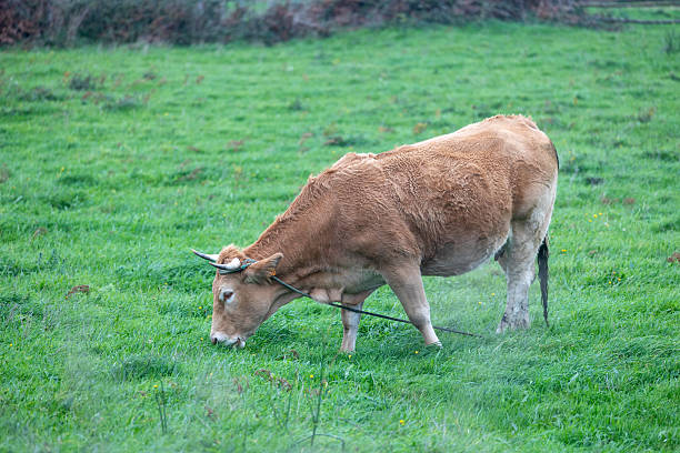Brown cow freely grazing fresh green grass in a rural field during the day