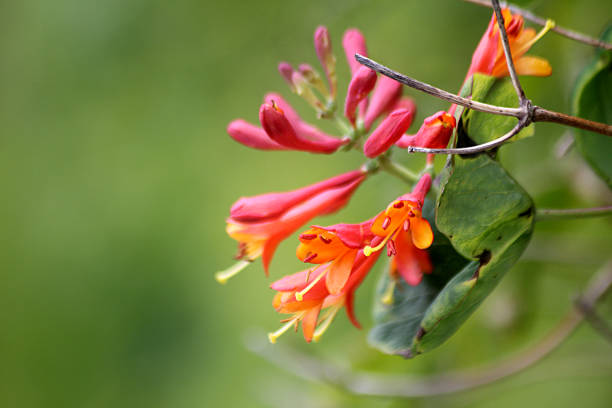 Honeysuckle Flowers