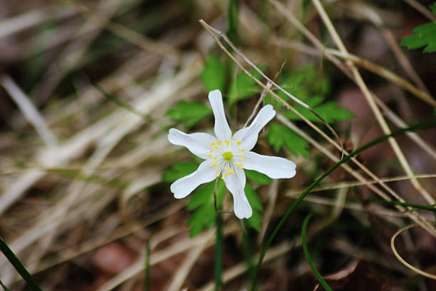 wood anemones flower head with blue sky   from sweden nature