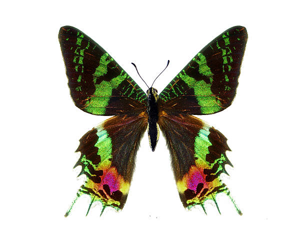 istock butterfly Sunset Moth Urania ripheus Madagascar isolated on white background. Multicolored wings of a tropical butterfly 2253317513