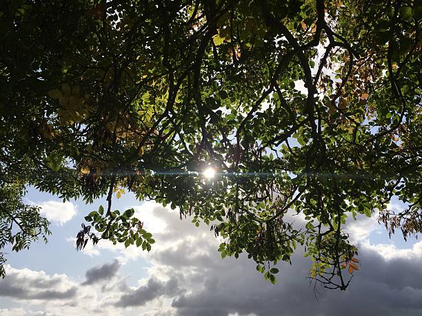 top view leaves outdoor sunlight