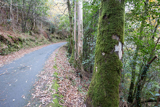 Lush green moss thriving along a peaceful Kumily-Thekkady forest road in kerala, illuminated by warm morning light that highlights the rich textures and quiet beauty of nature