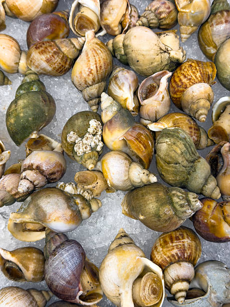 Fresh sea snails on ice at seafood market