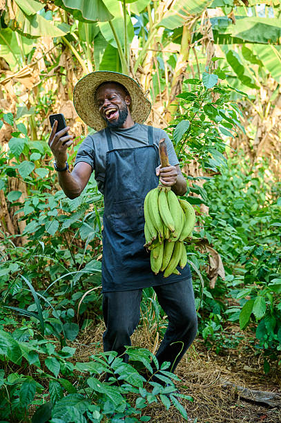 istock Young African farmer smiling while holding green bananas and using a smartphone 2253320358