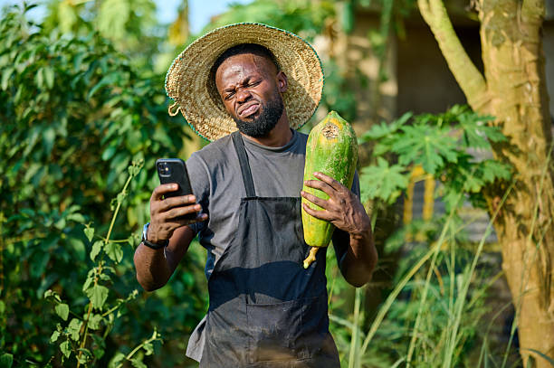 istock Young Nigerian farmer holding papaya while checking mobile phone outdoors 2253320889