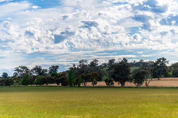istock Riverina Countryside in Spring  Lush Fields Under Clouded Skies 2253321036